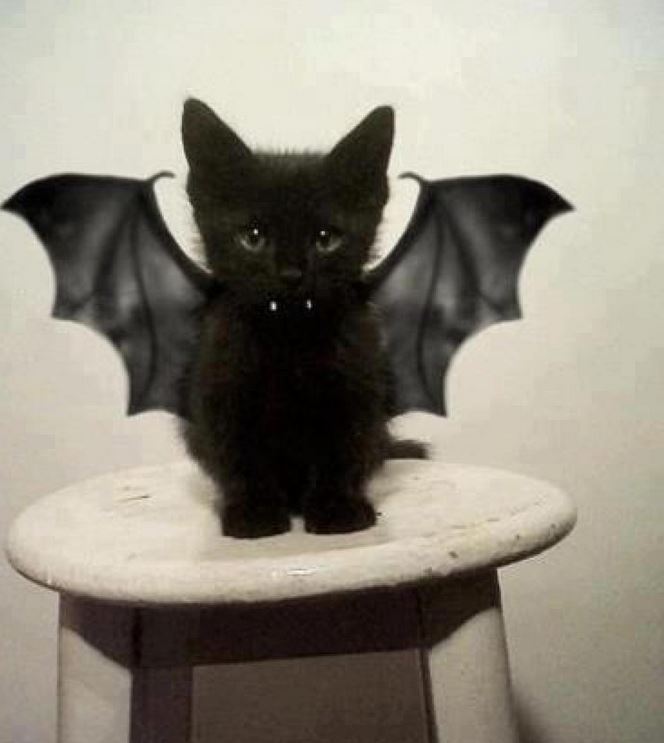[Image: chaton-noir-vampire.jpg]
