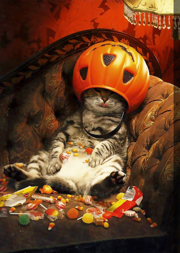 Chat qui s'est gavé de bonbons pour Halloween - Lol Chat - Images, photos  et vidéos de lolcats