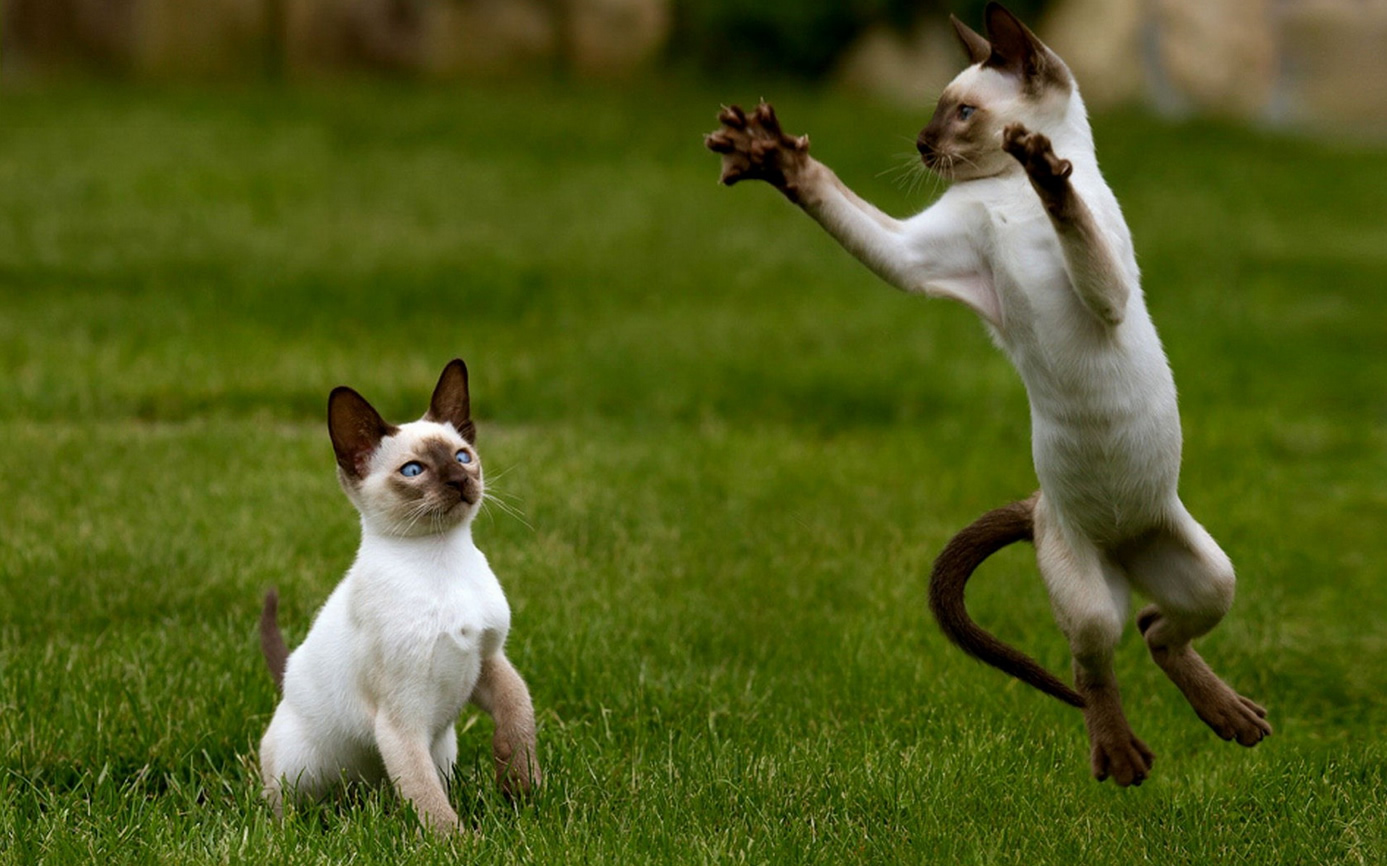 Deux chats bizarres - Lol Chat - Images, photos et vidéos de lolcats