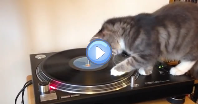 Vidéo d'un chat DJ aux platines sur du Bob Marley - Lol Chat - Images,  photos et vidéos de lolcats