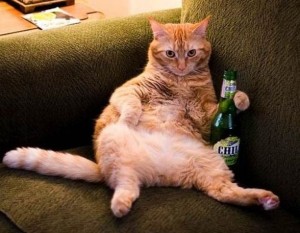 Le chat affalÃ© dans son canapÃ© une biÃ¨re Ã  la patte : il est prÃªt pour