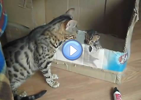 Vid o d une maman  Bengal  qui parle avec son chaton Lol 