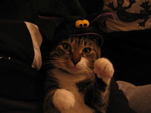 Résultat de recherche d'images pour "chats halloween"