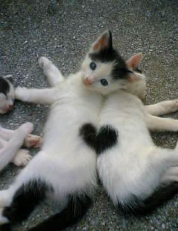 Deux chatons dont le pelage forme un coeur : trop chou ! - Lol Chat